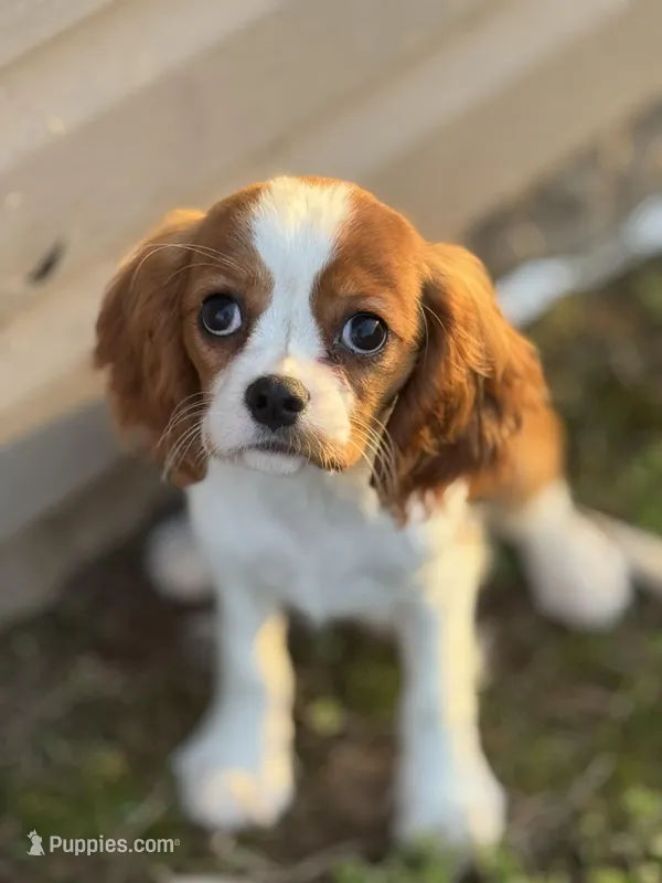 Whimsy, a female Cavalier King Charles Spaniel for sale in Pocola, OK – Photo 1 of 2