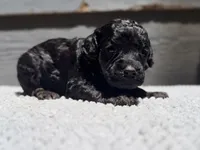 AKC, Clear, Independence., a female Poodle - Miniature  for sale in Pocola, OK – 5 of 7