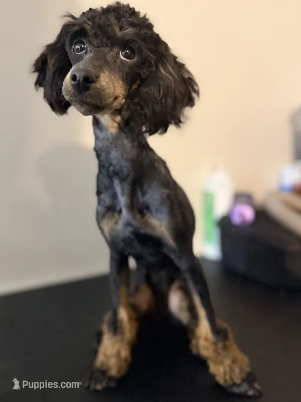 AKC Tansy.  – Poodle - Miniature  puppy for sale in Pocola, OK
