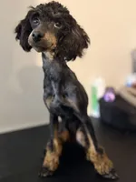 AKC Tansy. , a female Poodle - Miniature  for sale in Pocola, OK – 1 of 10