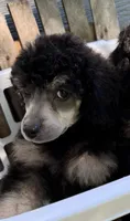 Huckleberry Pie, a male Poodle - Miniature  for sale in Pocola, OK – 4 of 4