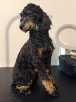 AKC Tansy. , a female Poodle - Miniature  for sale in Pocola, OK – 8 of 10