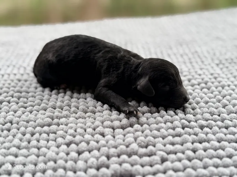AKC Clear Justice – Poodle - Miniature  puppy for sale in Pocola, OK