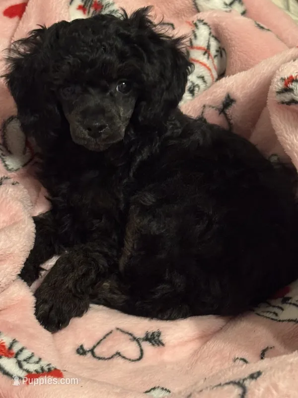 Sabbath – Poodle - Toy  puppy for sale in Pocola, OK