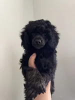 Sabbath, a female Poodle - Toy  for sale in Pocola, OK – 5 of 6