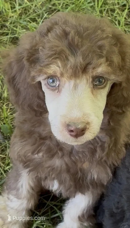 Berrykin Bloom – Poodle - Miniature  puppy for sale in Pocola, OK