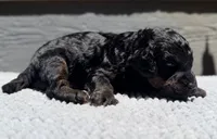 AKC, Clear, Valor, a male Poodle - Miniature  for sale in Pocola, OK – 3 of 6