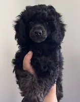 Sabbath, a female Poodle - Toy  for sale in Pocola, OK – 4 of 6
