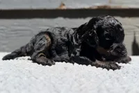 AKC, Clear, Valor, a male Poodle - Miniature  for sale in Pocola, OK – 4 of 6