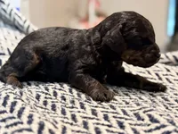 VALOR, a male Poodle - Miniature  for sale in Pocola, OK – 6 of 6