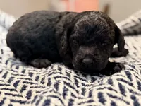 FREEDOM, a male Poodle - Miniature  for sale in Pocola, OK – 5 of 10