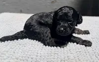 AKC, Clear, Independence., a female Poodle - Miniature  for sale in Pocola, OK – 4 of 7