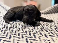 JUSTICE, a female Poodle - Miniature  for sale in Pocola, OK – 2 of 6