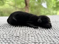 AKC Clear Freedom, a male Poodle - Miniature  for sale in Pocola, OK – 2 of 7