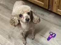 AKC Tilly, a female Poodle - Toy  for sale in Pocola, OK – Photo 3 of 5