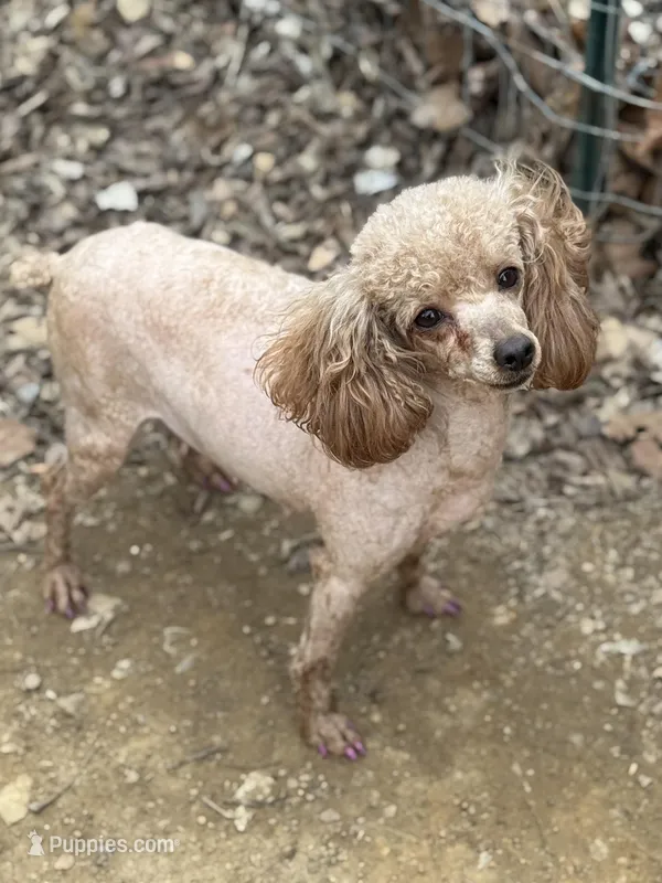 AKC Tilly, a female Poodle - Toy  for sale in Pocola, OK – Photo 1 of 5