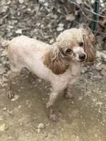 AKC Tilly, a female Poodle - Toy  for sale in Pocola, OK – Photo 1 of 5
