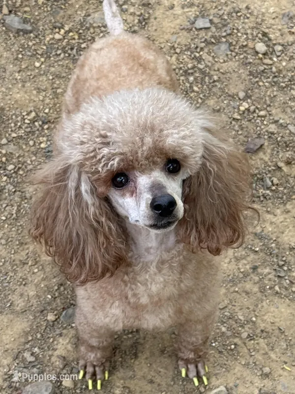 AKC Tilly – Poodle - Toy  puppy for sale in Pocola, OK