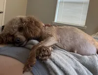 AKC Tilly, a female Poodle - Toy  for sale in Pocola, OK – Photo 2 of 5