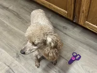 AKC Tilly, a female Poodle - Toy  for sale in Pocola, OK – Photo 5 of 5