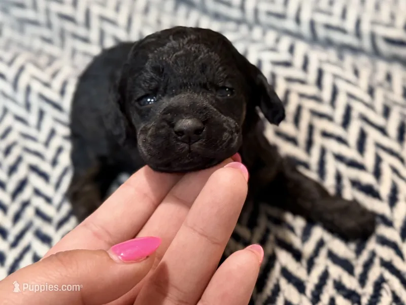 INDEPENDENCE – Poodle - Miniature  puppy for sale in Pocola, OK