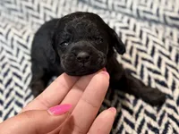 INDEPENDENCE, a female Poodle - Miniature  for sale in Pocola, OK – 1 of 10