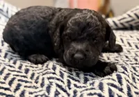 FREEDOM, a male Poodle - Miniature  for sale in Pocola, OK – 3 of 10