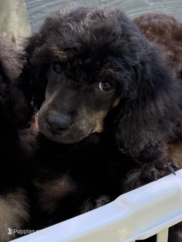 Scouty – Poodle - Miniature  puppy for sale in Pocola, OK