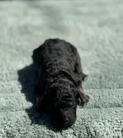 AKC Huckleberry Pie, a male Poodle - Miniature  for sale in Arkoma, OK – Photo 1 of 5