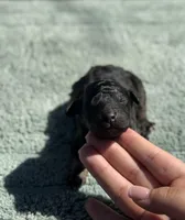 AKC Huckleberry Pie, a male Poodle - Miniature  for sale in Arkoma, OK – Photo 2 of 5