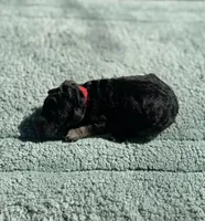 AKC Huckleberry Pie, a male Poodle - Miniature  for sale in Arkoma, OK – Photo 5 of 5