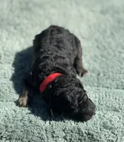 AKC Huckleberry Pie, a male Poodle - Miniature  for sale in Arkoma, OK – Photo 3 of 5