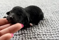 AKC Clear Independence, a female Poodle - Miniature  for sale in Pocola, OK – 5 of 6