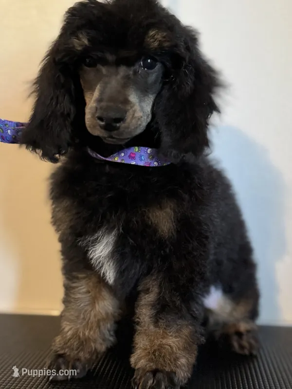 Scouty – Poodle - Miniature  puppy for sale in Pocola, OK