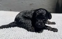AKC, Clear, Independence., a female Poodle - Miniature  for sale in Pocola, OK – 2 of 7