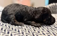 INDEPENDENCE, a female Poodle - Miniature  for sale in Pocola, OK – 7 of 10