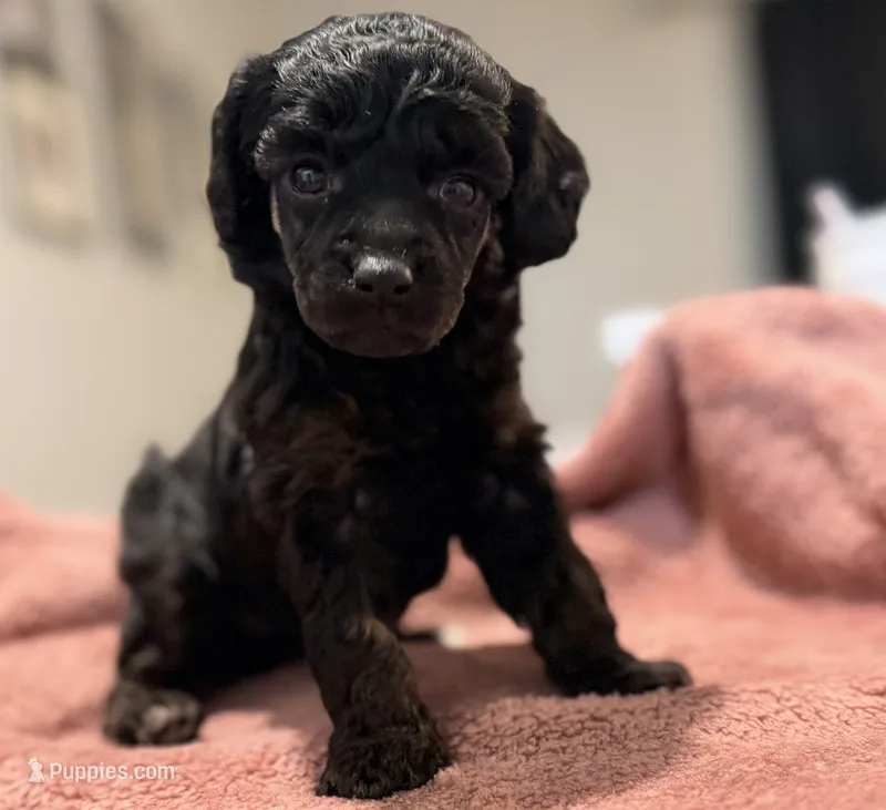 AKC, Clear, Independence. – Poodle - Miniature  puppy for sale in Pocola, OK