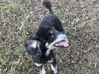 AKC Cooper, a male Poodle - Miniature  for sale in Pocola, OK – Photo 3 of 7