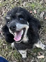 AKC Cooper, a male Poodle - Miniature  for sale in Pocola, OK – Photo 4 of 7