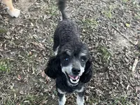 AKC Cooper, a male Poodle - Miniature  for sale in Pocola, OK – Photo 2 of 7