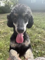 AKC Cooper, a male Poodle - Miniature  for sale in Pocola, OK – Photo 5 of 7