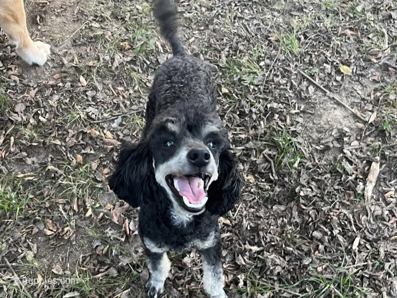 AKC Cooper – Poodle - Miniature  puppy for sale in Pocola, OK