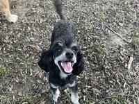 AKC Cooper, a male Poodle - Miniature  for sale in Pocola, OK – Photo 1 of 7