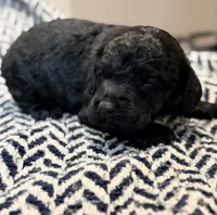 FREEDOM, a male Poodle - Miniature  for sale in Pocola, OK – 8 of 10