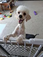 Blossom, a female Poodle - Miniature  for sale in Pocola, OK – 1 of 6