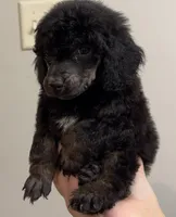 Scouty, a male Poodle - Miniature  for sale in Pocola, OK – 5 of 8