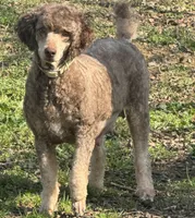 Lola, a female Poodle - Miniature  for sale in Arkoma, OK – Photo 5 of 5