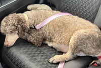 Lola, a female Poodle - Miniature  for sale in Arkoma, OK – Photo 3 of 5