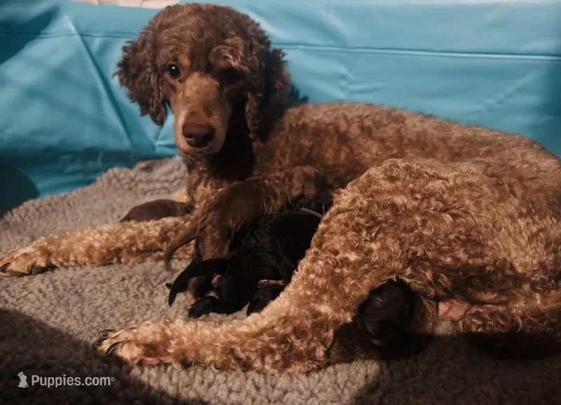 Lola – Poodle - Miniature  puppy for sale in Arkoma, OK