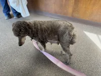 Lola, a female Poodle - Miniature  for sale in Arkoma, OK – Photo 4 of 5